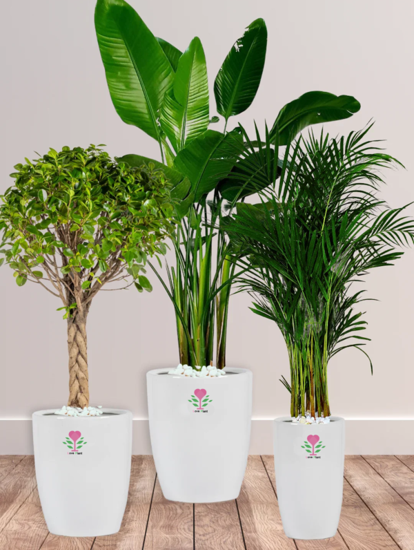 Premium Potted XL Bird of Paradise, Braided Bonsai & Large Areca Bundle | Elevate Your Home Decor