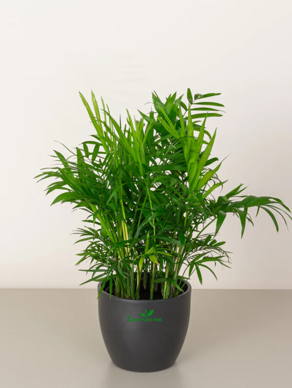 Parlor Palm | Indoor Plant Chamaedorea