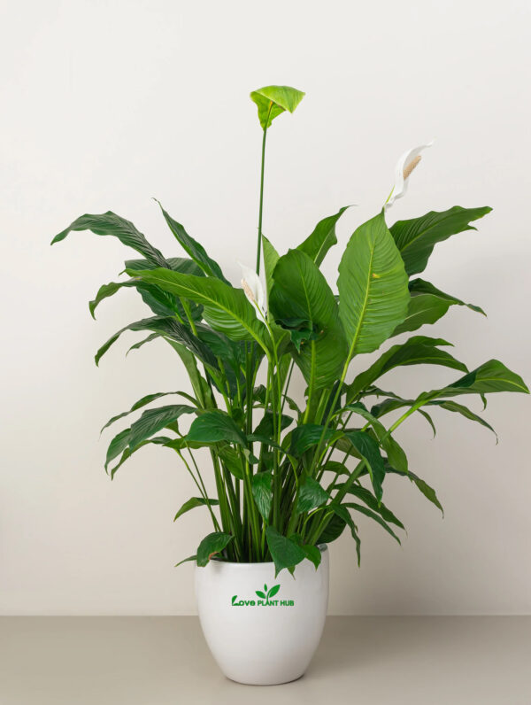 Peace Lily | Spathiphyllum Indoor Plant