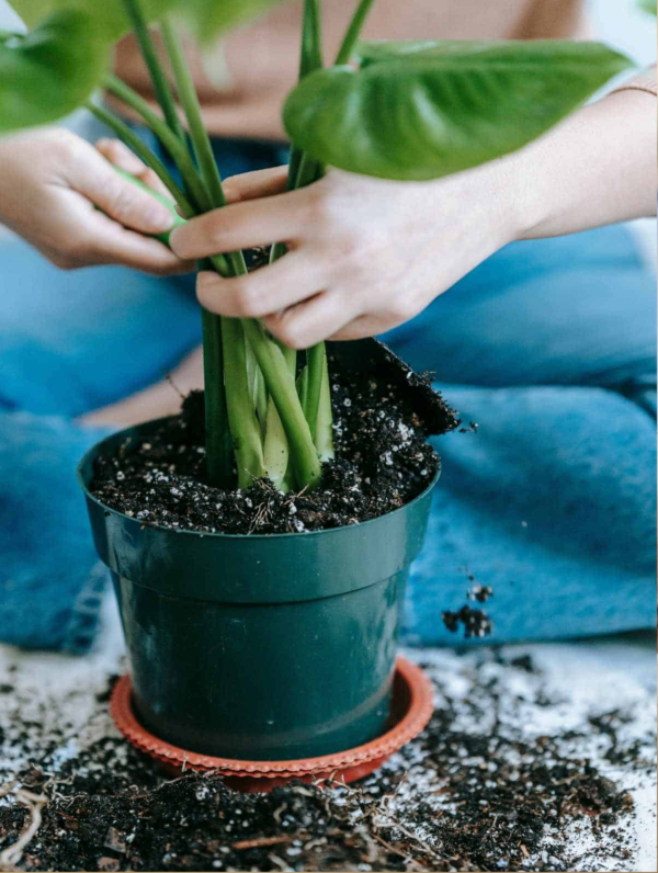 Plant Repotting & Recovery | Using Premium Holland Soil
