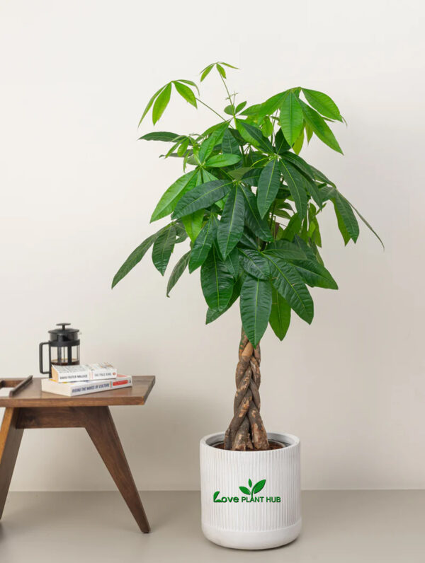 Pachira Aquatica (Money Tree)