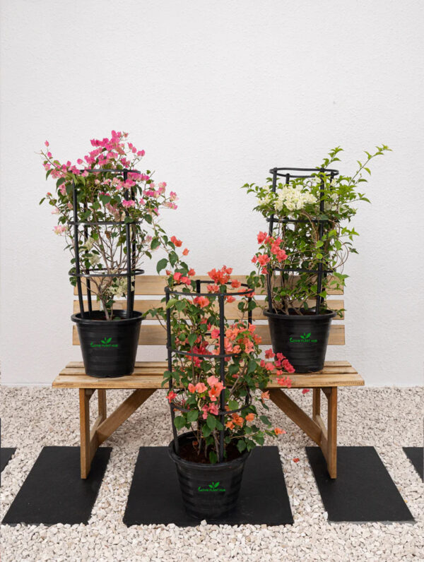 Bougainvillea Plant Bundle | Outdoor