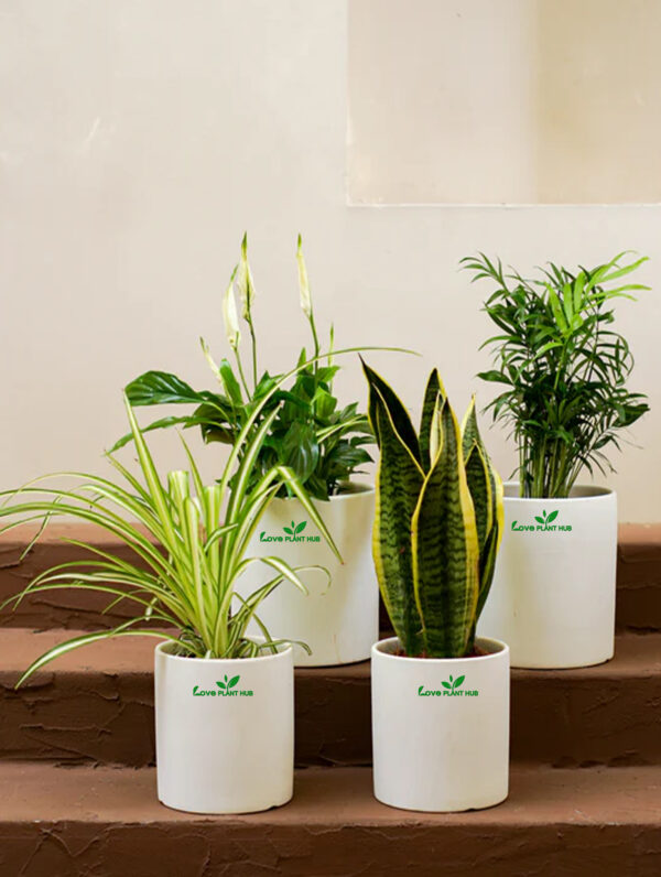 Plant Newbie | Bundle | Perfect for Air Purification