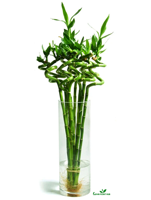 Lucky Bamboo Stick in Glass Vase - Bamboo Plant