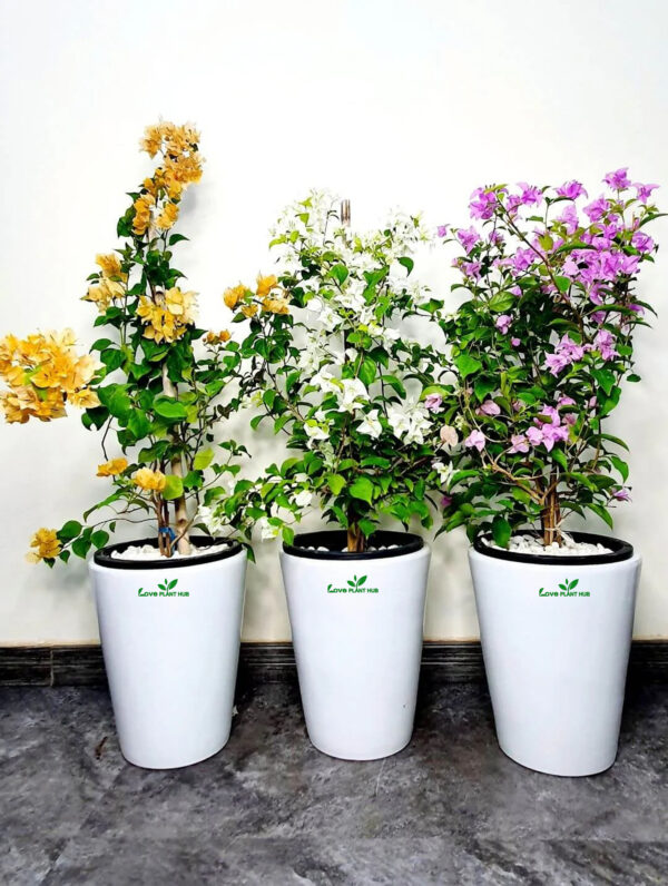 Potted Multicolor Bougainvillea | Three Plants Bundle