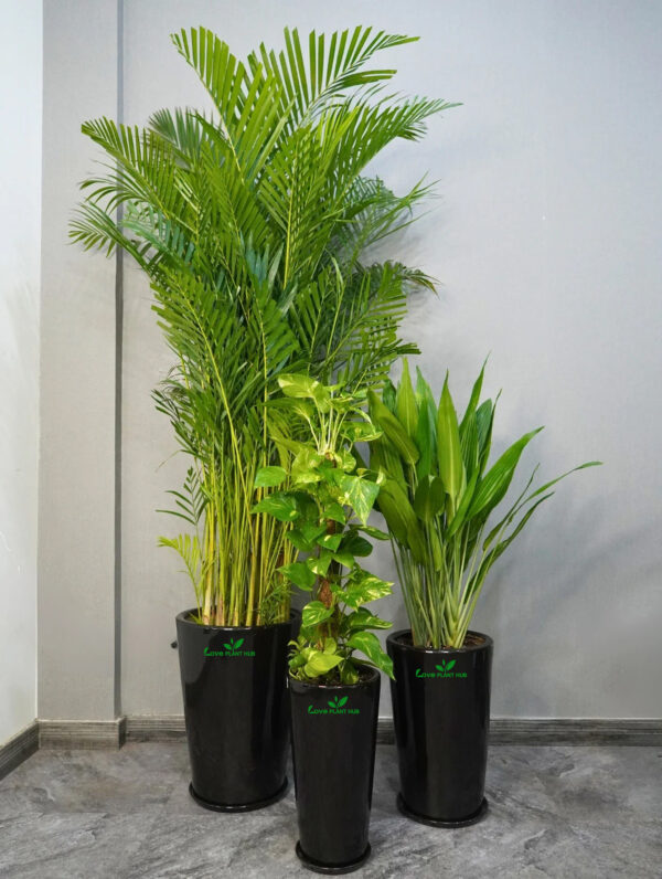XL Plants Bundle in Premium Ceramic Pots with Plates | Kids and Pets Friendly