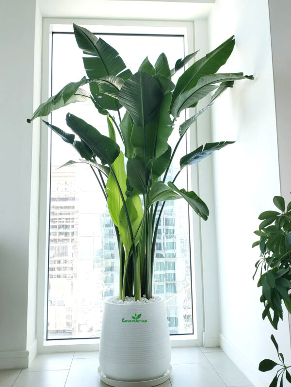 XL Bird of Paradise or Strelitzia | Pot Included
