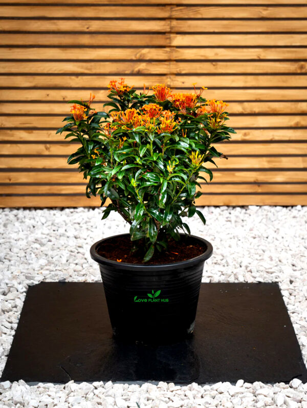 Ixora Flower Plant | Outdoor