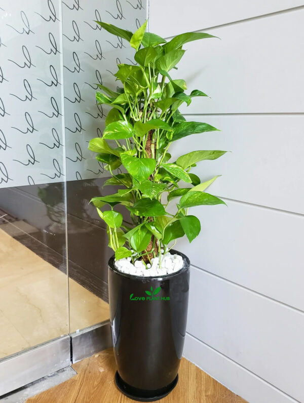 Premium Potted Money Plant | Air Purifier