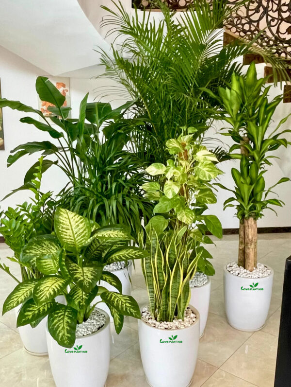 Luxury XL-XXL Office Plants Bundle – Perfect for Offices