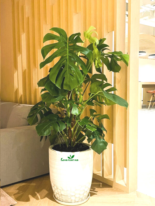 Potted XL Monstera Delicosia or Cheese Plant