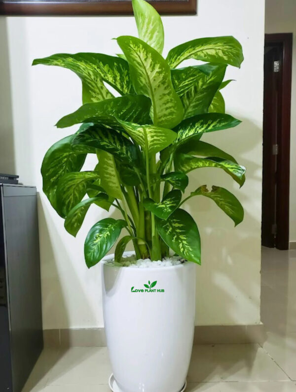 Dieffenbachia: The Elegant XL Potted Indoor Plant