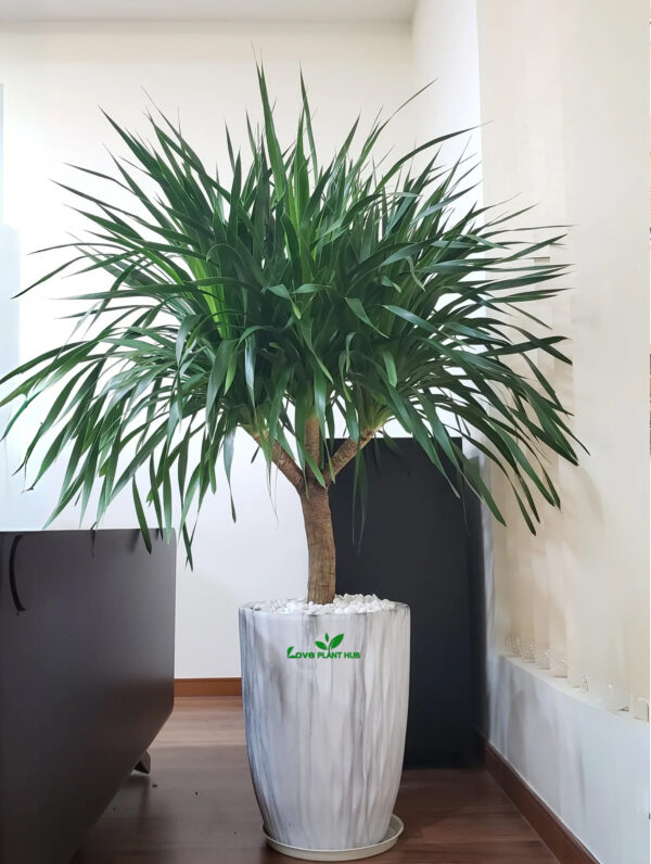 Multi-Head Dracaena | Transform Your Indoor Spaces