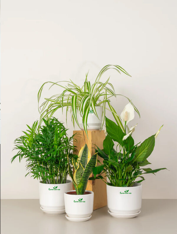 Indoor Plants Bundle  | Breath of Fresh Air