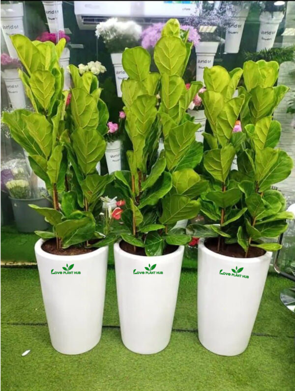 Fiddle Potted Large  | Three Plants Bundle in Tall Ceramic Pots