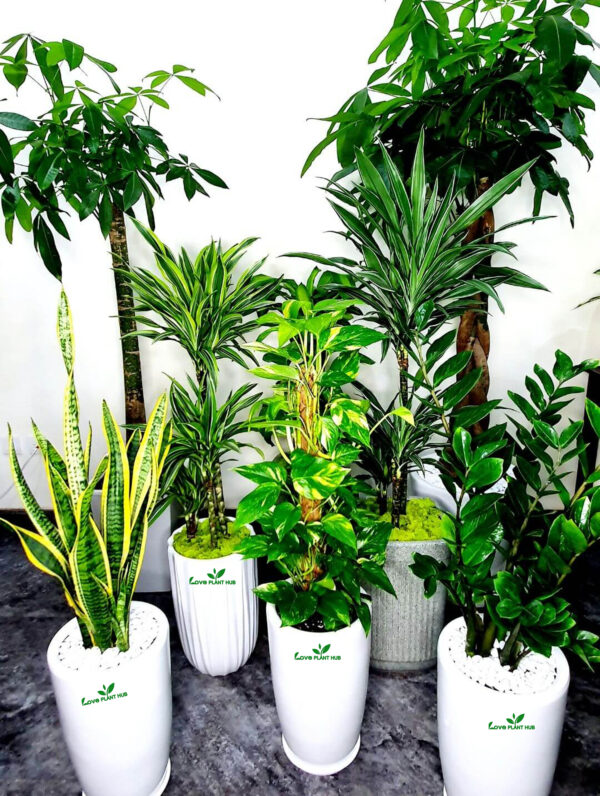 Corporate Office Bundle 8 Premium Plants in Tall Ceramic Pots | Low Light