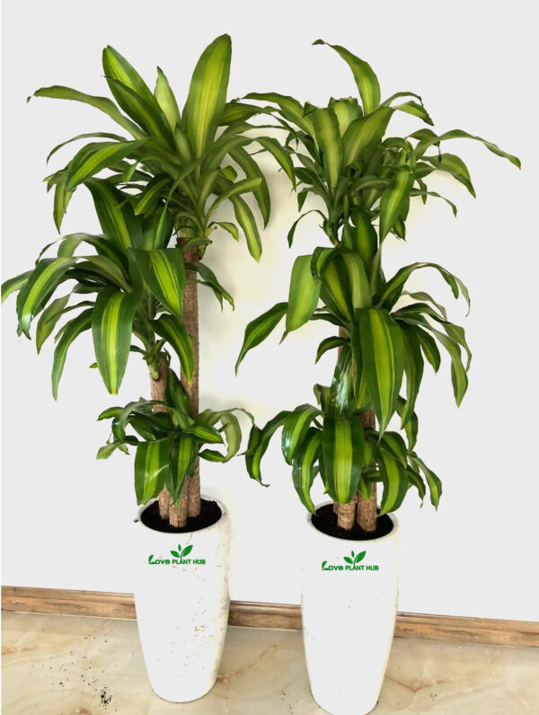 Fortune Potted Large  | Two Plants Bundle in Tall Ceramic Pots