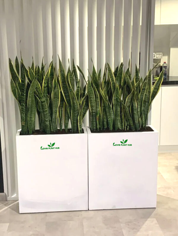 Snake Plant With Large Fiberglass Pot Bundle | Air-Purifying Plants.