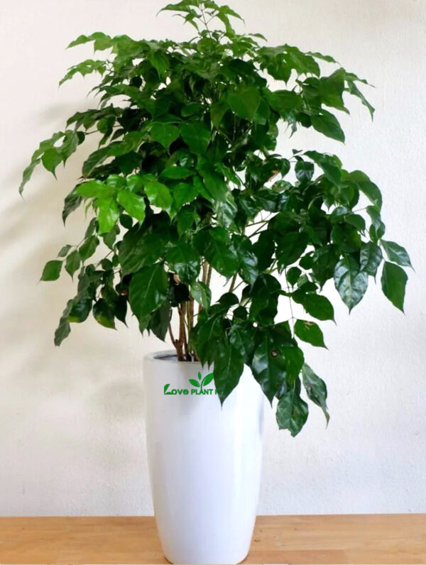 Chinadoll The Elegant XL Potted Indoor Plant