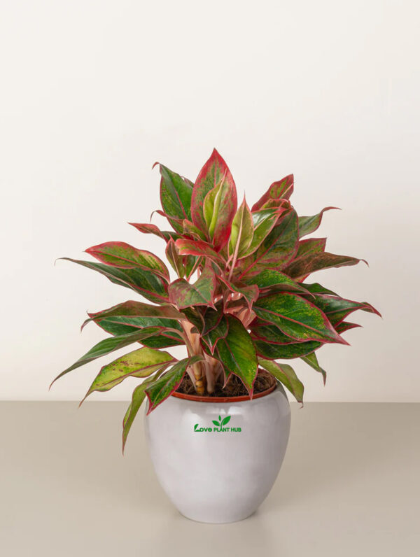 Aglaonema Red| Indoor Table Top Plant