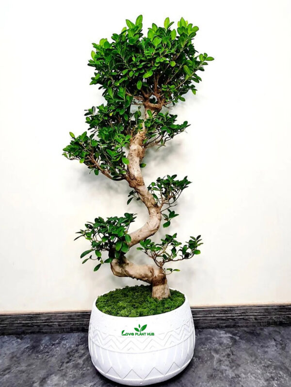 Ficus Bonsai XXL - Bonsai Trees