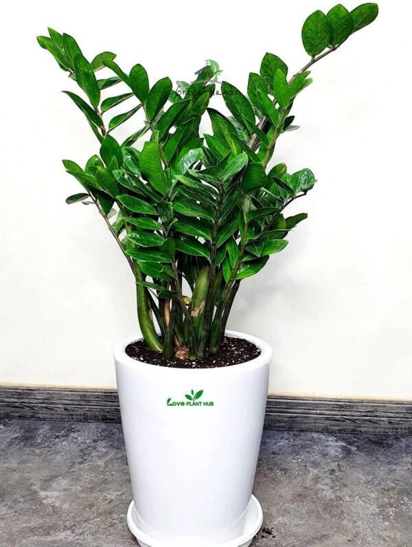 ZZ or Zamia Plant | Potted indoor Plant