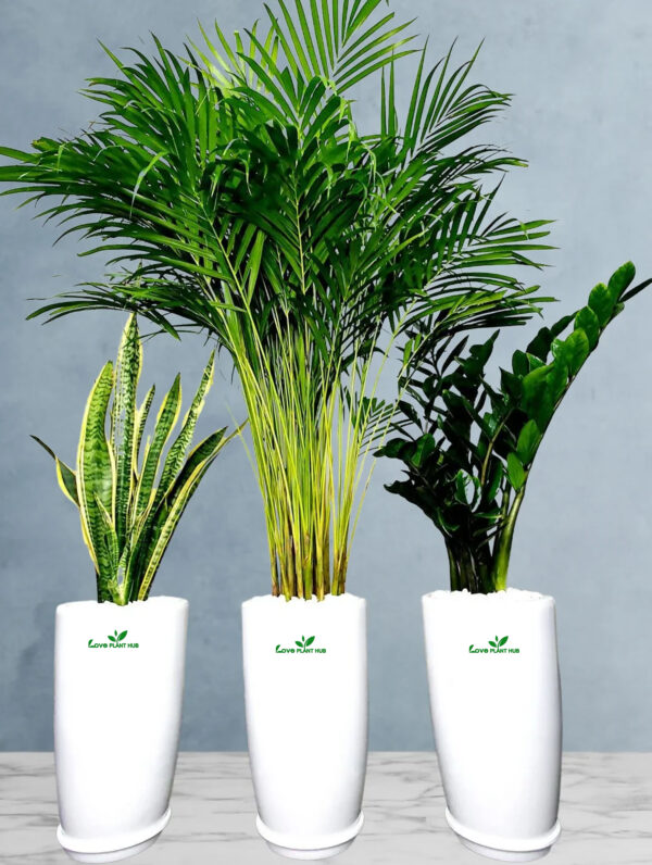 Elegant Trio Plant Bundle | Areca Palm, Snake, and ZZ Plants