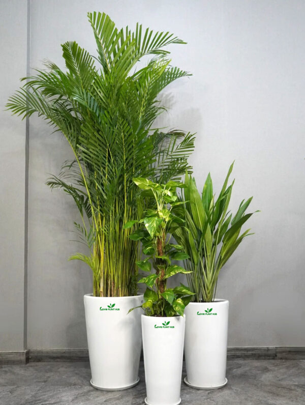 Kids and Pets Friendly XL Plants Bundle in Premium Ceramic Pots