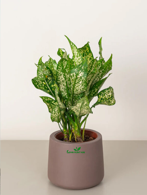 Green Aglaonema Chinese Evergreen | indoor Plant