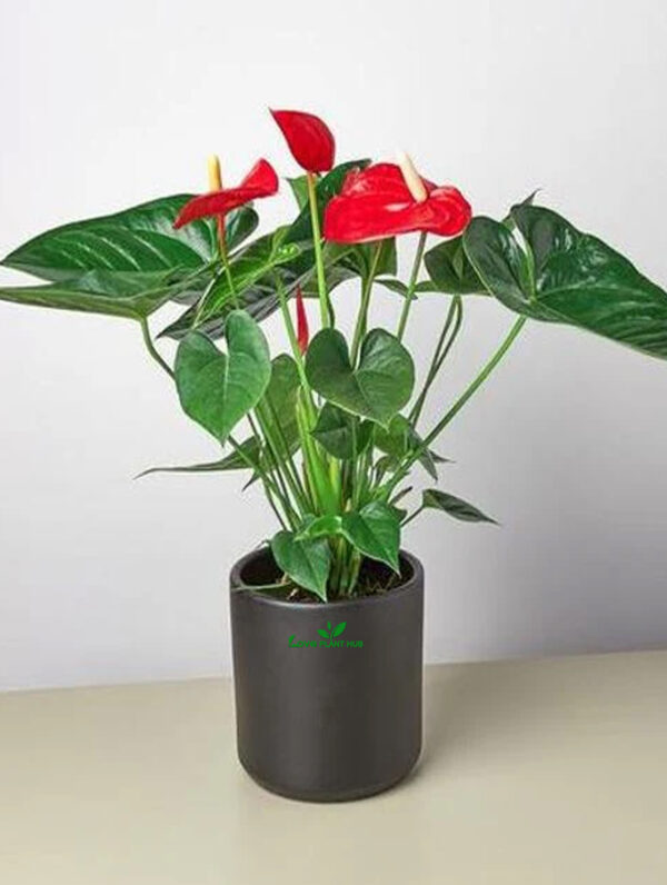 Anthurium Red | indoor Plant