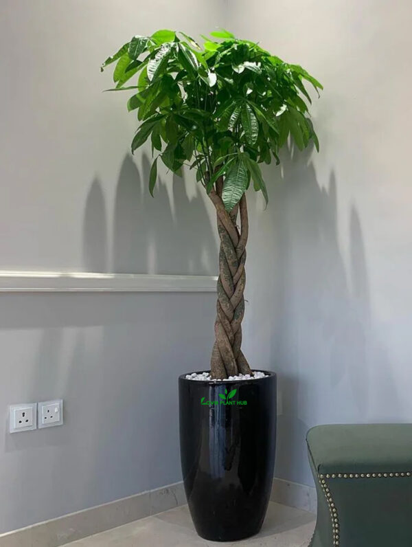 Money Tree XXL | Indoor Plant