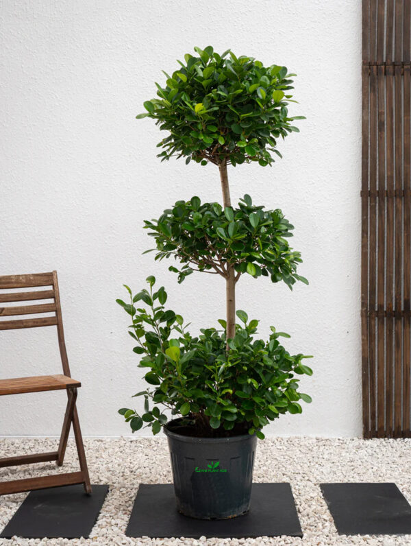 Ficus Panda Triple Head | Outdoor