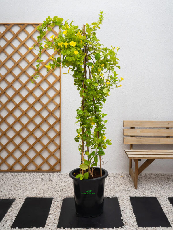 Mandevilla Climber | Outoor