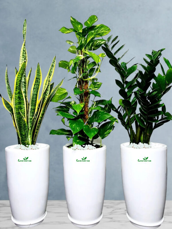 ZZ, Snake, and Money Plants | Low-Light Bundle | Perfect for Air Purification