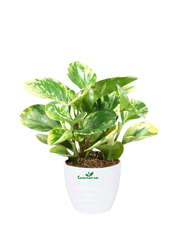 Peperomia White Marble - Variegated Peperomia