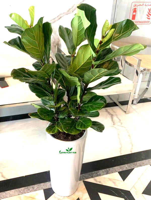 Fiddle Plant ( 150cm ) | Office Plant | "Indoor Plant"