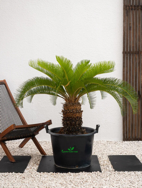 Sago Palm (Cycas Revoluta)