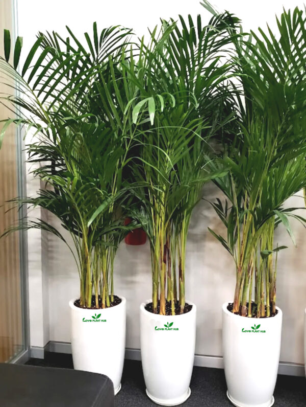 Potted Large Areca Palms | Three Plants Bundle in Tall Ceramic Pots
