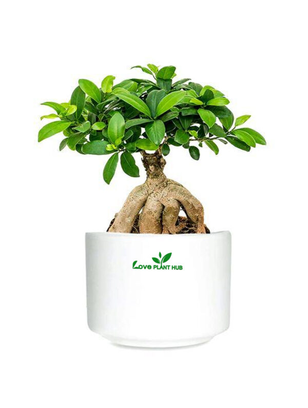Ginseng Bonsai - Bonsai Plants - Indoor Plant