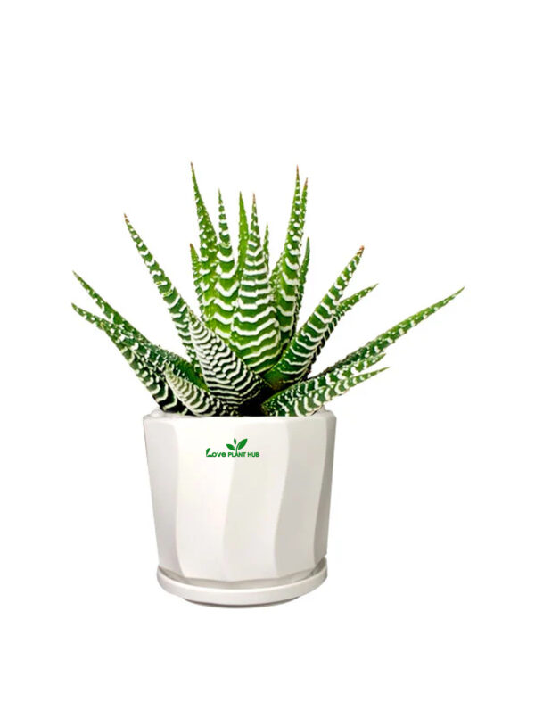 Haworthia Wide Zebra - Office Table Top Plant