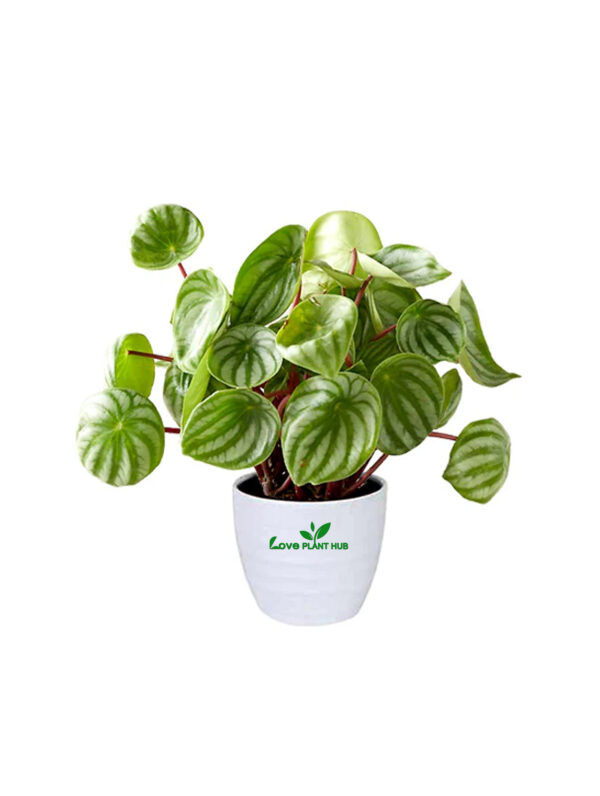 Watermelon Peperomia - Peperomia Argyreia - Indoor Plant