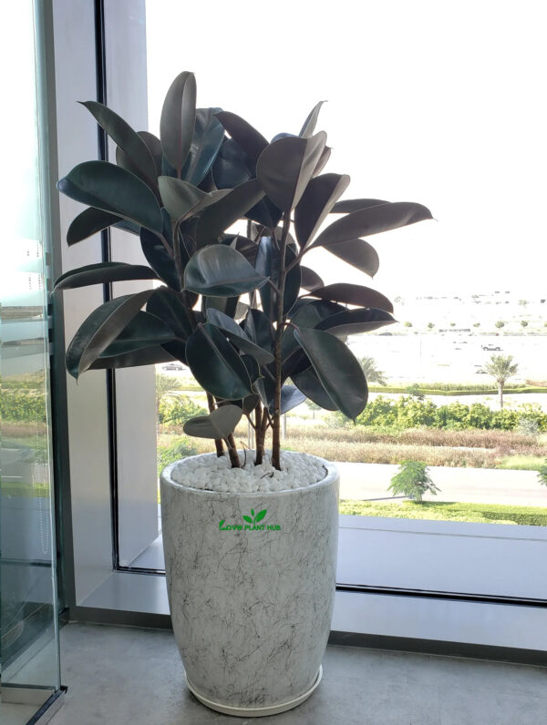 Potted Large Rubber Plant | indoor