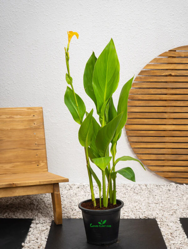 Canna Green ("Canna Indica")