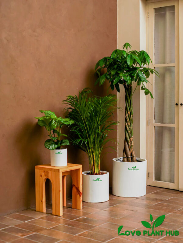 Tropical Mix | Perfect for Air Purification | Bundle