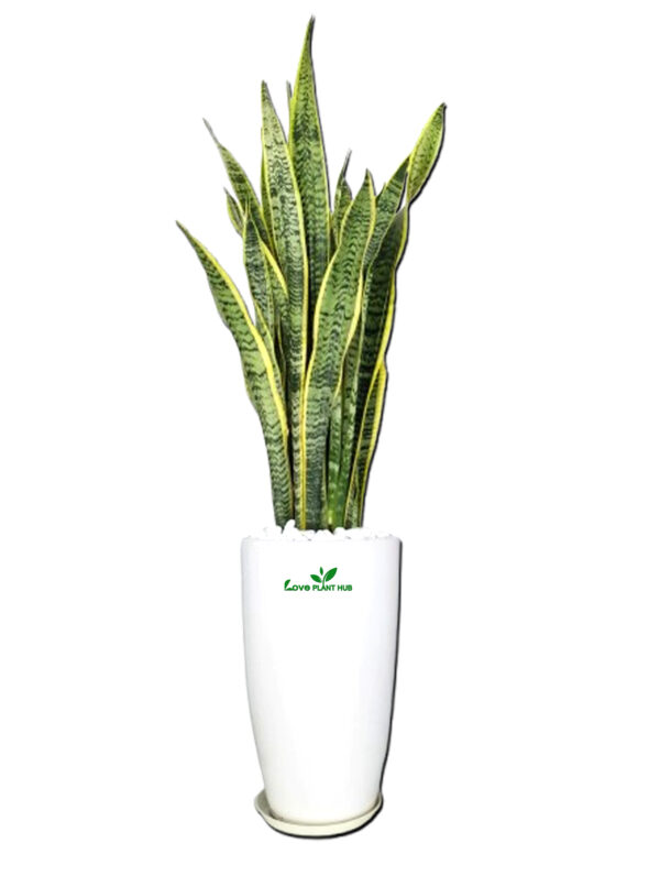 Snake Plant: The Ultimate Indoor Air-Purifying, Low-Maintenance Decor