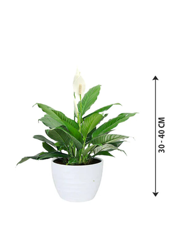 Peace Lily - Spathiphyllum Table Top