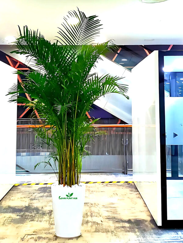 Large Potted Areca Palms - The Ultimate Air-Purifying Plant & Our Best Seller