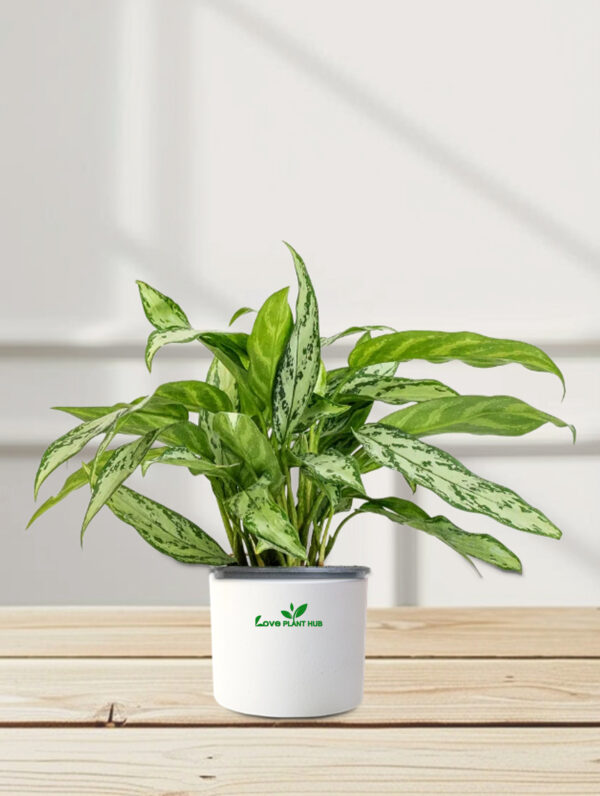 Aglaonema “Silver Queen” Chinese Evergreen Plant