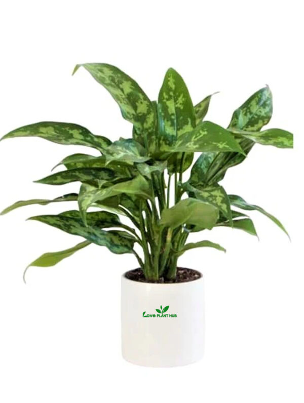Aglaonema 'Maria'